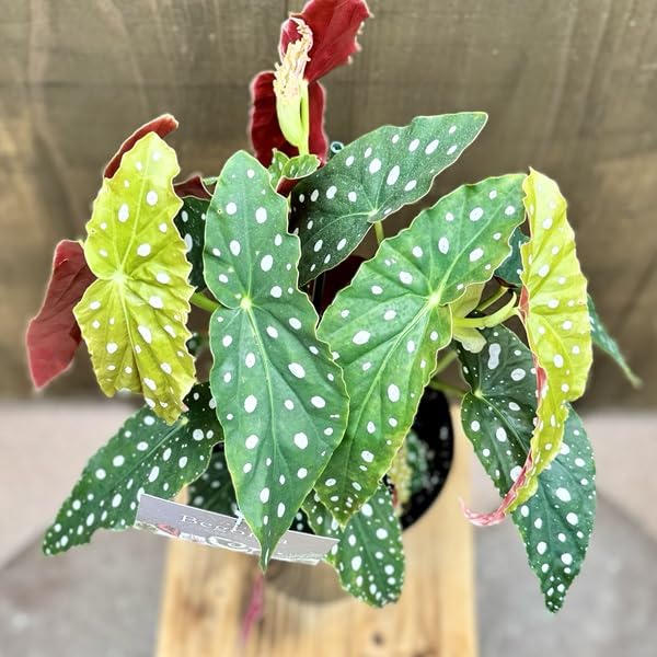 Amazon｜おしゃれ 観葉植物：ベゴニア マクラータ*Begonia maculata 5